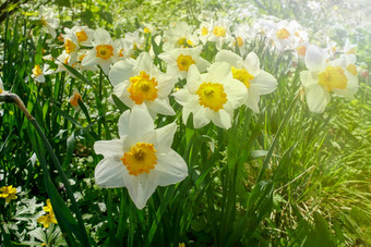 白色水仙花黄色的核心花圃人工储层公园景观设计