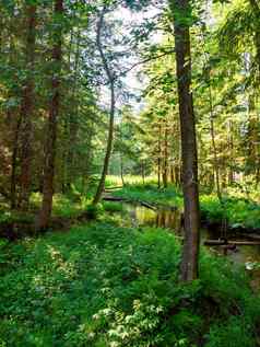 河绿色落叶森林日落树特写镜头温暖的阳光对称反射水自然镜子宁静的景观拉脱维亚
