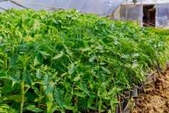 番茄幼苗日益增长的幼苗塑料杯温室