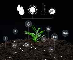 土壤质量控制受精矿物质培养农业植物绿色发芽肥沃的土壤