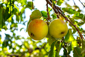 成熟的开胃的<strong>苹果苹果</strong>树分支花园果园成熟的<strong>苹果苹果</strong>树分支机构