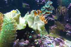 小丑鱼珊瑚安菲普瑞恩红色的条纹鱼生活海葵美妙的关闭宏图像受欢迎的西方小丑鱼内部宿主海葵