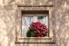 典型的意大利窗口装饰盛开的新鲜的花