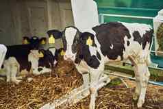 新鲜的生产高角拍摄小牛乳制品农场