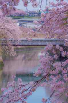 基达桥包装樱桃花朵ookawa散步