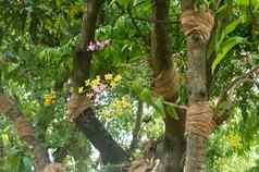 哭泣无花果树热带榕属植物benjamina被称为哭泣无花果便雅悯无花果热带榕属植物树花无花果树树干吃鸟阿里普尔动物花园加尔各答西孟加拉印度南亚洲