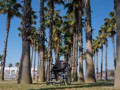 空轮椅棕榈树阳光明媚的夏天一天