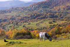 牛场喀尔巴阡山脉的山