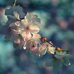 春天背景粉红色的樱桃花朵树蓝色的天空美丽的樱花花春天时间公园