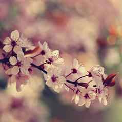 春天背景粉红色的樱桃花朵树蓝色的天空美丽的樱花花春天时间公园