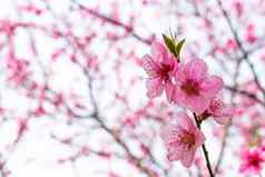 粉红色的开花树