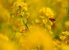 蜜蜂飞行蜂蜜
