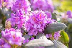 粉红色的杜鹃花自然美香气香味开花布什杜鹃粉红色的花盛开的杜鹃花盛开的粉红色的紫色的春天花园艺