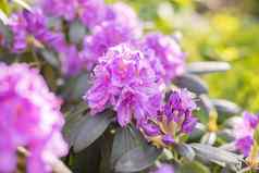 粉红色的杜鹃花自然美香气香味开花布什杜鹃粉红色的花盛开的杜鹃花盛开的粉红色的紫色的春天花园艺