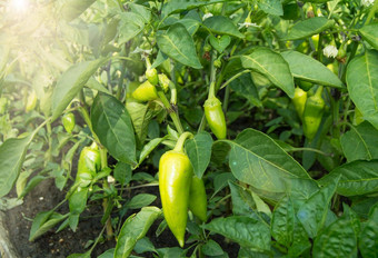 保加利亚胡椒植物成熟绿色水果分支机构日益增长的蔬菜地面有机蔬菜概念首页蔬菜日益增长的