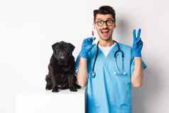 英俊的医生兽医持有注射器站可爱的黑色的哈巴狗接种疫苗狗白色背景