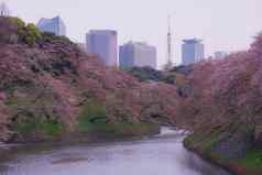 图像樱桃花朵chidorigafuchi