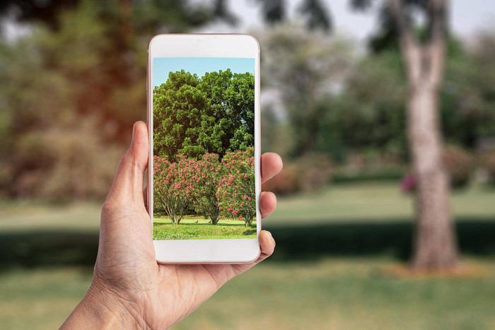 采取照片智能手机自然公园技术现代生活方式
