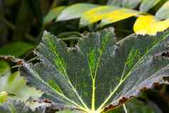 视图绿色叶子室内植物