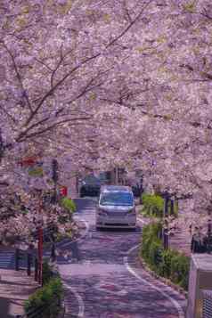 涩谷樱花萨卡完整的布鲁姆樱桃花朵
