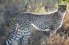 bwabwata纳米比亚野生动物图片