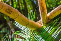 竹子树植物自然丛林森林波多黎各冒险墨西哥