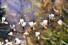 优雅的分支白色木兰花春天花园