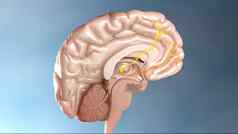 内部结构大脑神经元系统