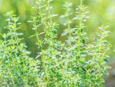 新鲜的百里香草成长柠檬百里香植物太阳光Herbal背景