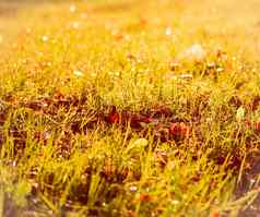 快乐草叶子阳光美丽的草地散景光眩光秋天