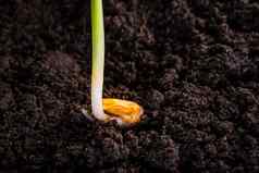 发芽玉米种子特写镜头地面甜蜜的玉米发芽根