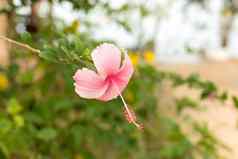 粉红色的宏芙蓉花模糊绿色叶子背景