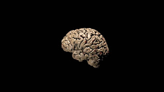医疗插图人类大脑