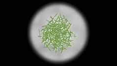 肠绒毛细菌病毒