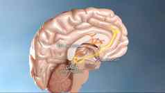 内部结构大脑神经元系统