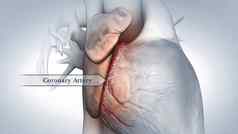 解剖学冠状动脉动脉