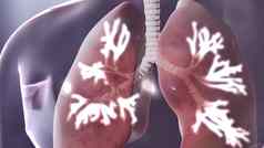 人类呼吸系统肺解剖学插图概念