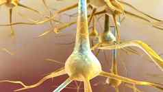 行动潜在的发生神经元发送信息细胞身体轴突