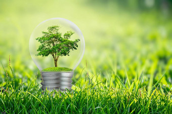 灯泡位于内部叶子森林树光概念环境保护全球气候变暖植物日益增长的内部灯灯泡干
