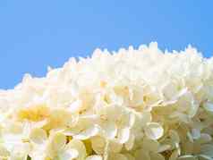 可爱的盛开的白色大绣球花花背景