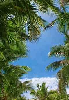 棕榈树叶子云蓝色的天空