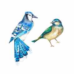 鸟白色背景水彩蓝色的松鸦乳头集孤立的鸟水彩插图合适的设计纺织品明信片婚礼邀请包装印刷