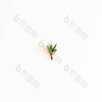 十二卷<strong>排队</strong>组合成的小多汁的植物白色孤立的背景
