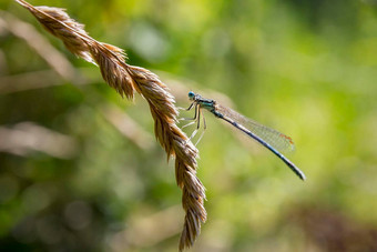 美丽的自然场景特写镜头宏图片蜻蜓植物蜻蜓自然模糊背景