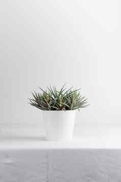 日益增长的室内植物花盆白色表格