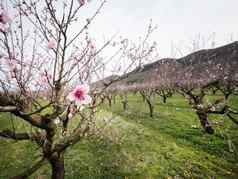 年轻的粉红色的春天花桃子树种植园