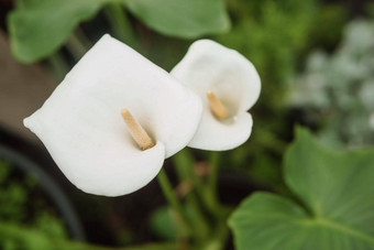 花白色马蹄莲特写镜头温室大各种绿色植物概念种植作物春天