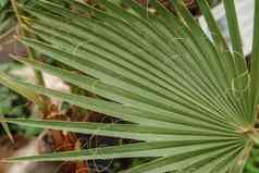 棕榈叶特写镜头温室大各种绿色植物概念种植作物春天