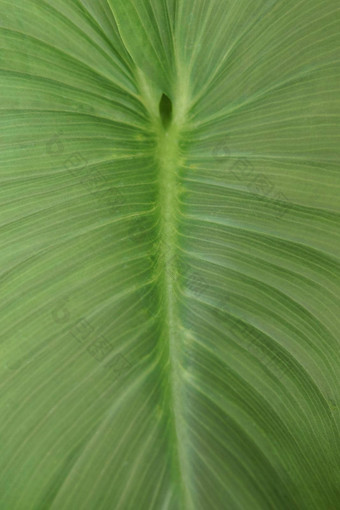 叶绿色植物特写镜头宏摄影