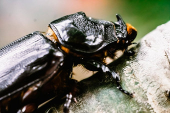 宏真正的照片一边一半视图黑色的野生欧洲犀牛甲虫昆虫强大的受<strong>保护</strong>的巨大的身体头鼻子独特的形状昆虫学动物学<strong>自然保护</strong>环境研究生物学